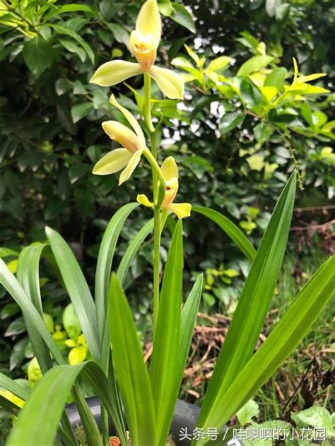 蘭花養殖|蘭花養殖指南：環境、植料、澆水等要點剖析